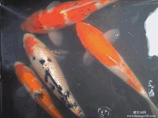 ֵĵ鱨