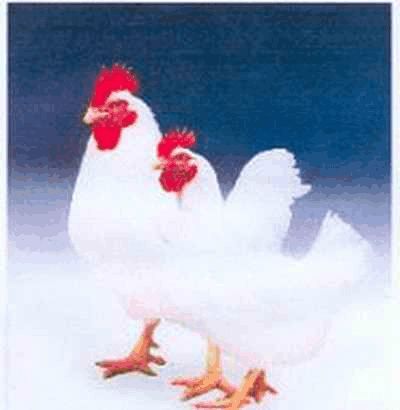 肉鸡养殖可研报告