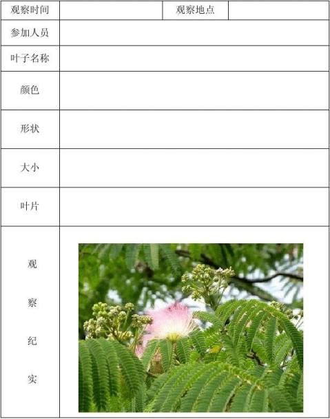 植物觀察記錄表精品