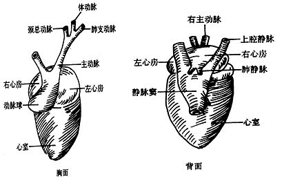 两栖动物的心脏结构图图片